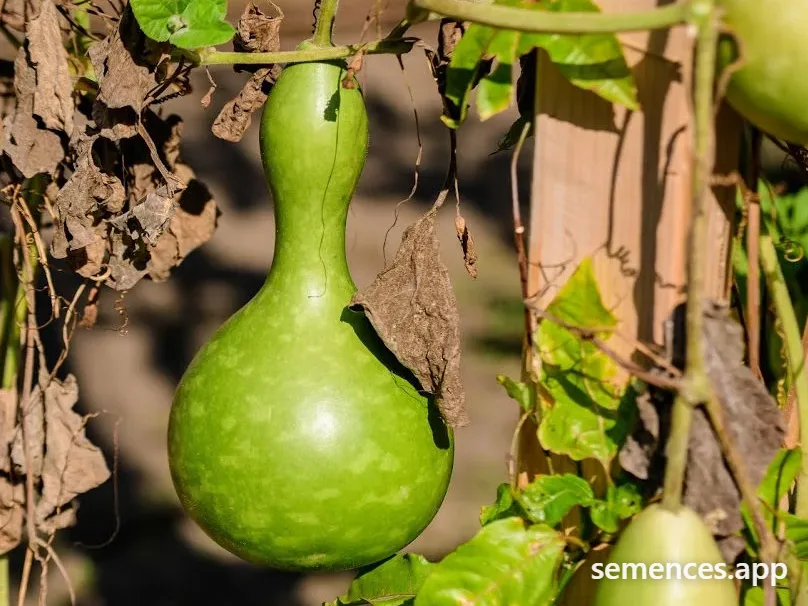 Graines de Gourde bouteille