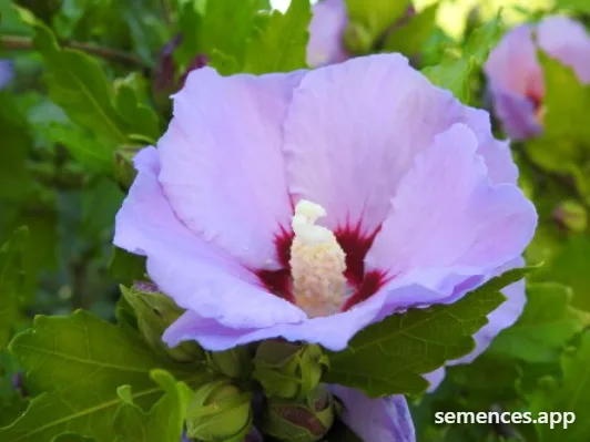 Hibiscus des jardins Bleu