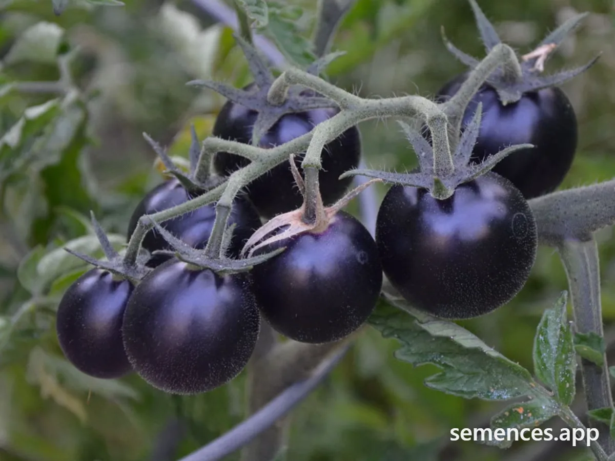 Tomate Black Cherry