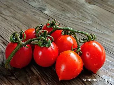 Tomate Brin de Muguet