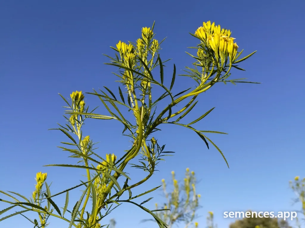 Graines de Tagetes des décombres (Huacatay)