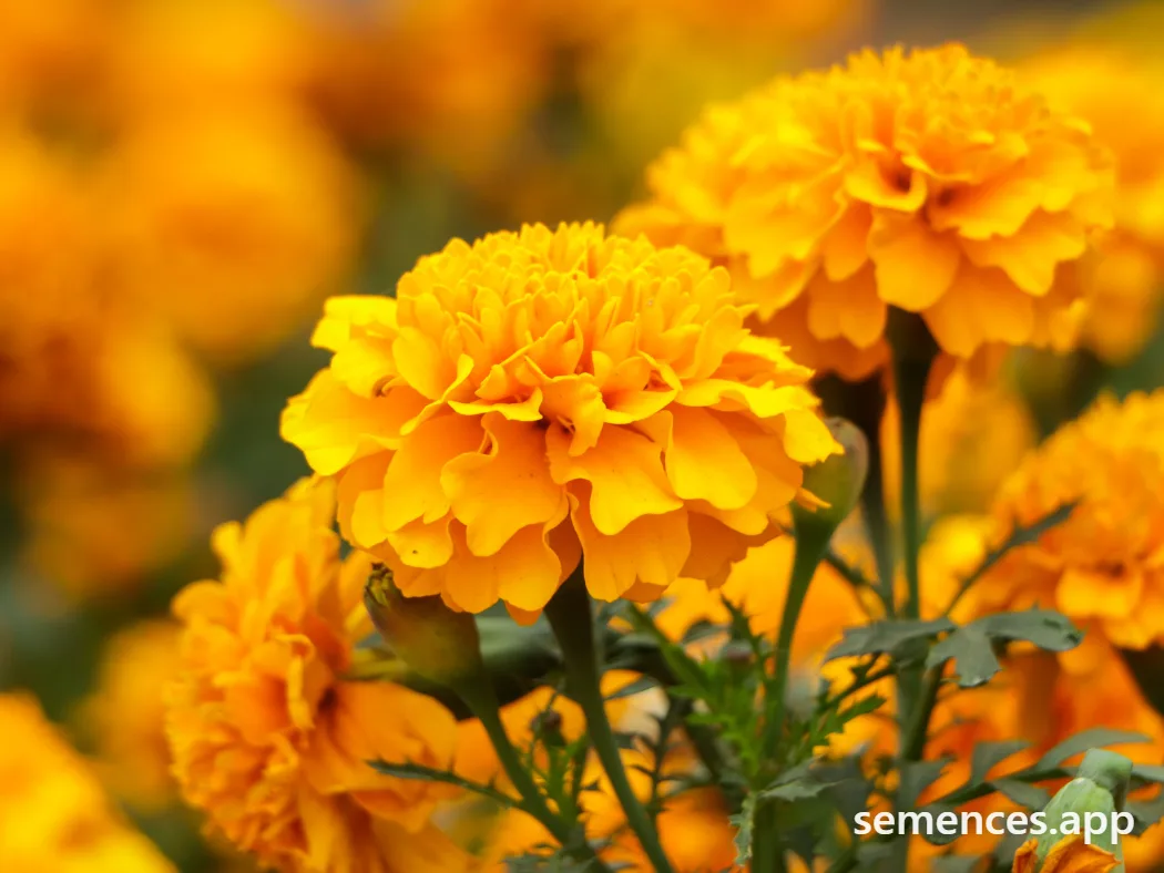 Œillet d'Inde Œillet d'inde Jaune Orange