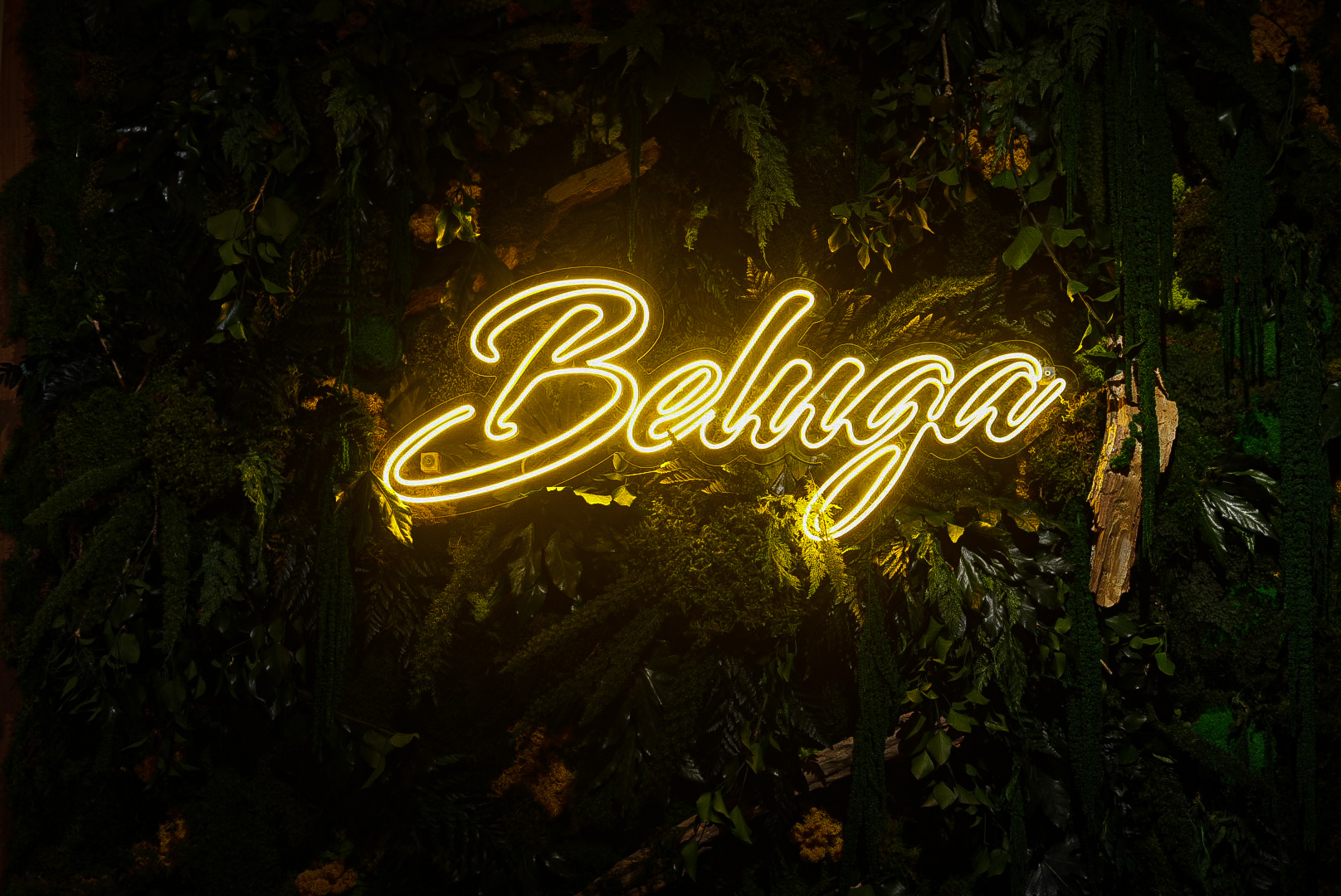 Beluga