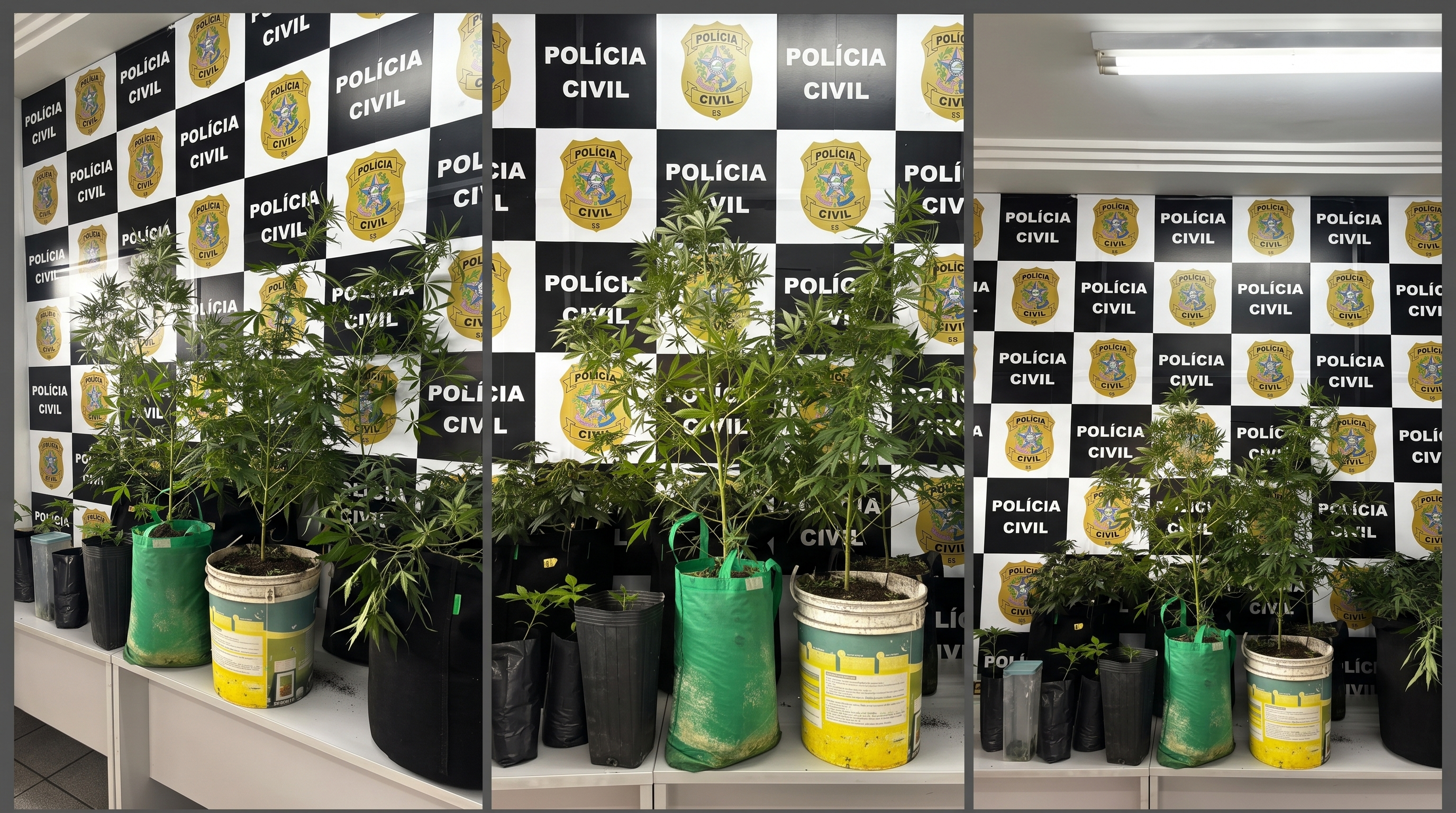 Edição | imagens do cultivo de maconha no bairro Feu Rosa, na Serra.