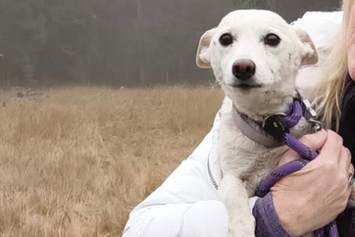 Luna the Jack Russell survives over a month alone in Yellowstone — and finds her way home