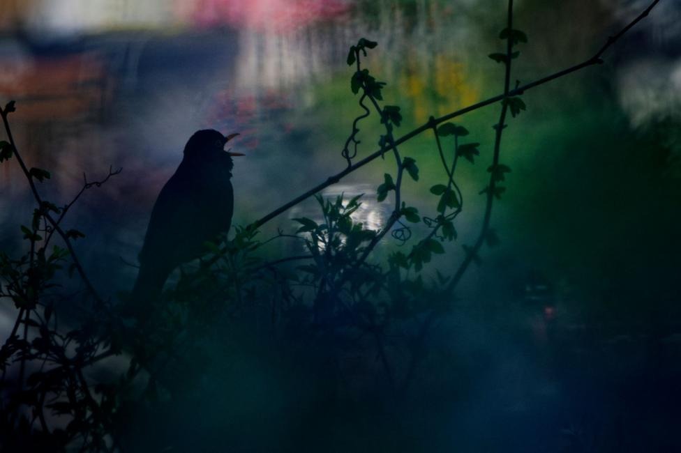 A blackbird's silhouette perches on a diagonal branch amid misty blue-green foliage, its beak open mid-song, one of 65,403 entries competing for the 2026 Wildlife Photographer of the Year title.