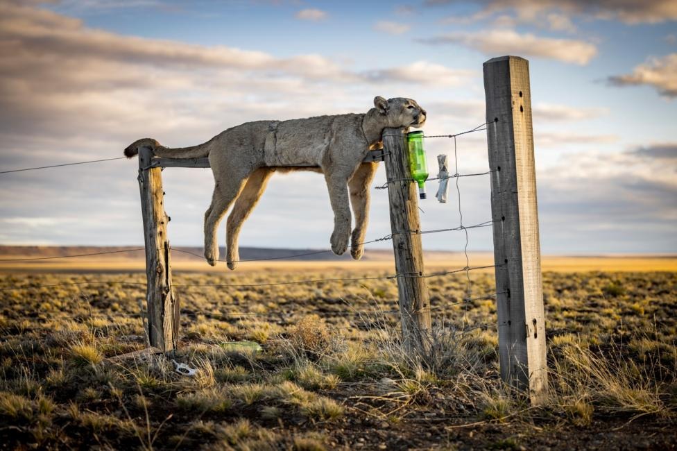 A dead puma suspended from a wire fence across open grassland in Argentine Patagonia. Federico Veronesi's winning black and white photograph — chosen from a record 65,403 entries submitted from 121 countries — shows a…