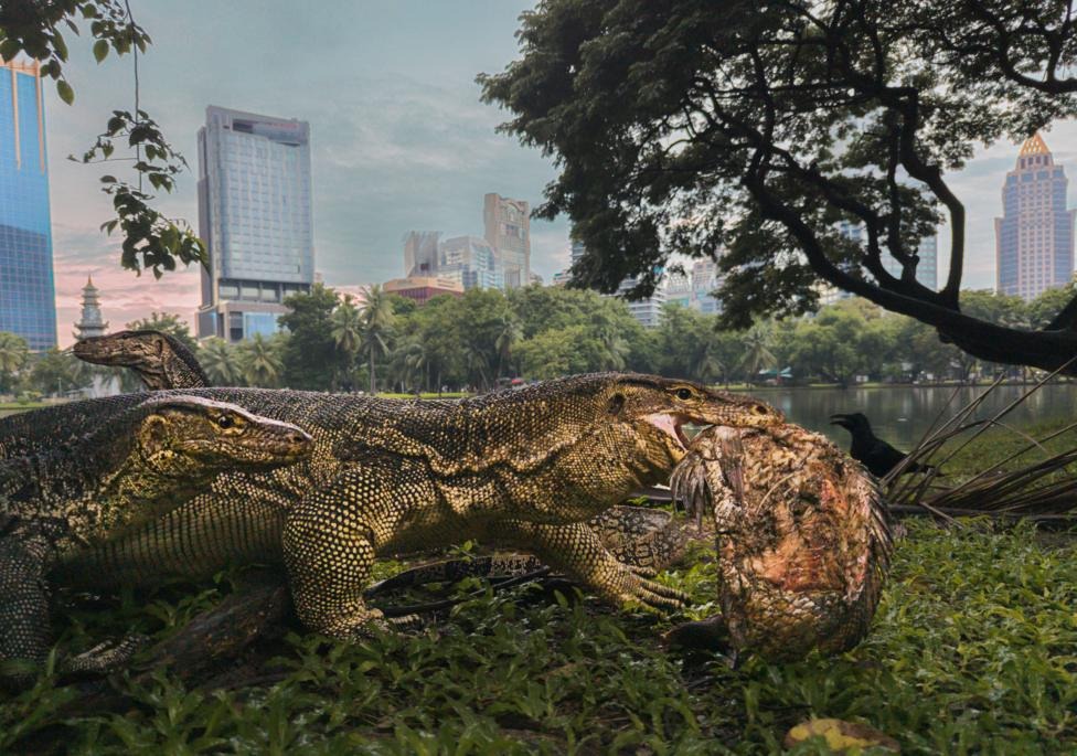 Two large water monitor lizards tear apart a fish carcass on a grassy lakeside bank, city skyscrapers rising through the trees behind them.