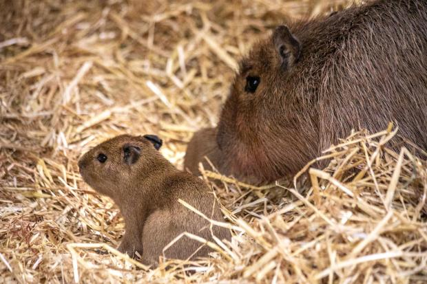 One of the newborn capybara pups with a parent at Edinburgh Zoo, where head of animal care Darren McGarry described the family dynamics as 'like something from a soap opera'.