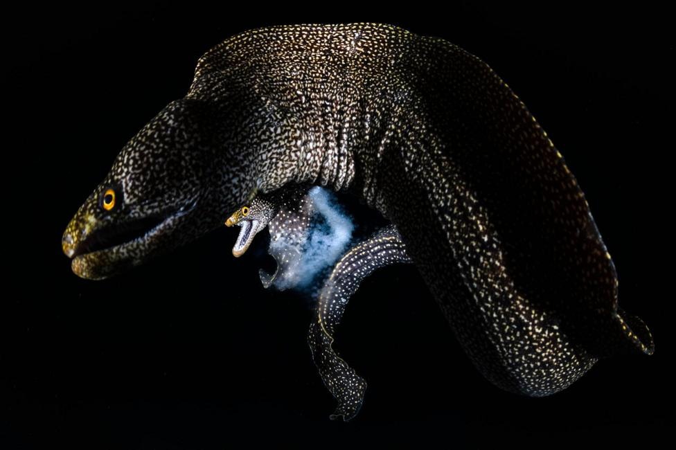 A dark-bodied Abbott's moray eel curls its spotted, sinuous form against a black void, jaws agape around a smaller snake eel it is consuming.