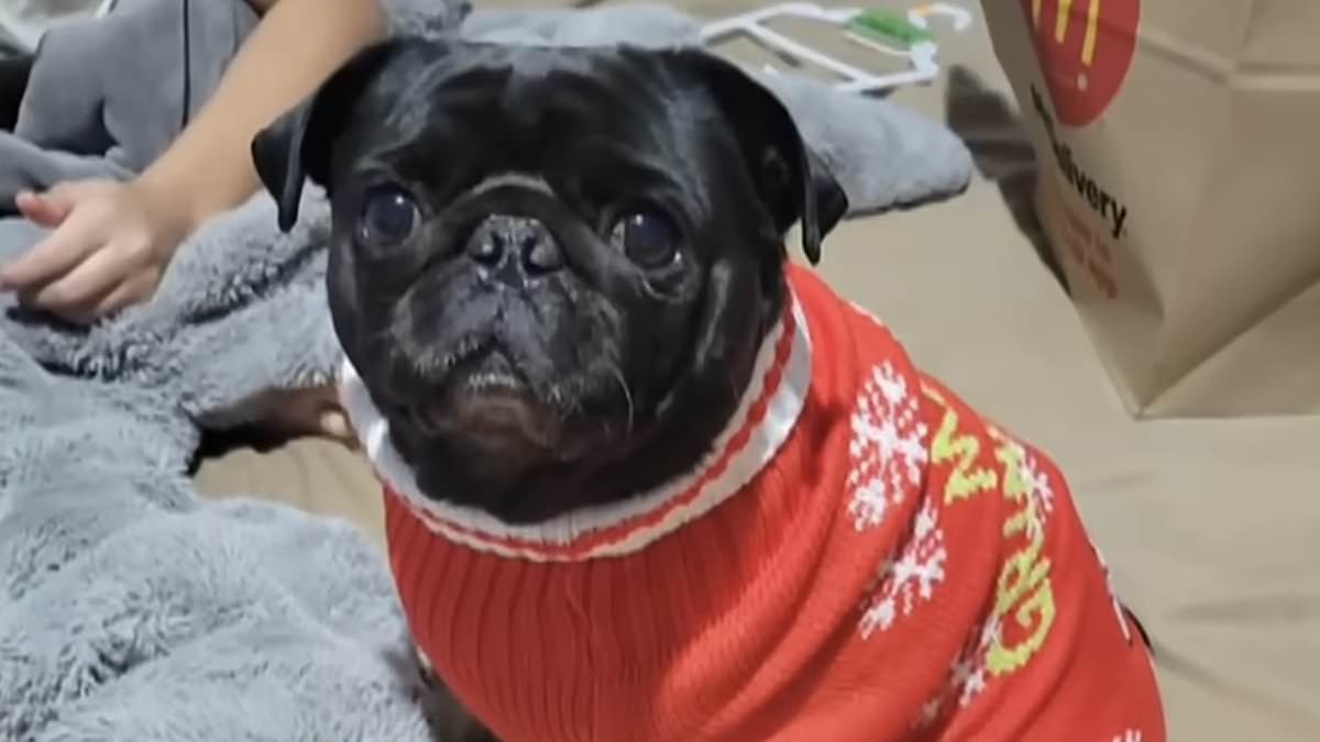 Rebecca Belote and her black pug Cha Cha. Belote's 17-year-old son Cohen, who had matching hoodies with the dog, was devastated by her loss — before the family discovered a clinic employee had allegedly kept Cha Cha…