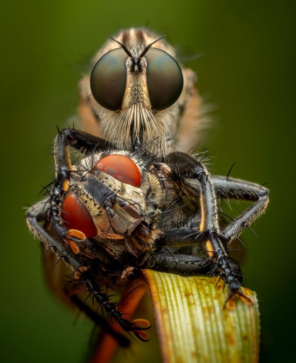A robber fly clutches a flesh fly in its forelegs while feeding, the prey's vivid red eyes and the predator's bristled mouthparts filling the frame in microscopic detail.