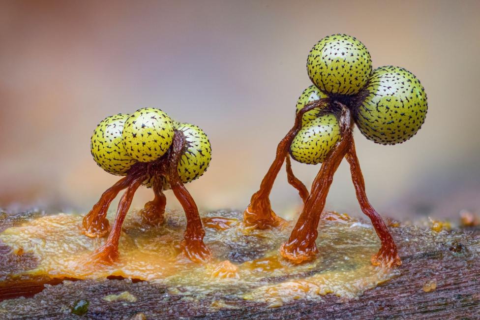 Two clusters of yellow-green slime mould fruiting bodies perch on slender reddish stalks above a decaying surface, among 65,403 entries competing for the 2026 Wildlife Photographer of the Year title.