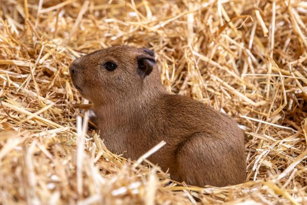 One of the three capybara pups born overnight to Luna and Rodney at Edinburgh Zoo, whose arrival has left viral star Bru, born in May, with some sibling competition.