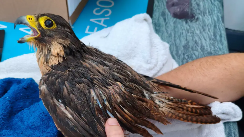 The rescued falcon, which lacks oil-producing feathers, was too exhausted to escape the water unaided after being attacked by a rival peregrine and fulmars off Devon's coast.