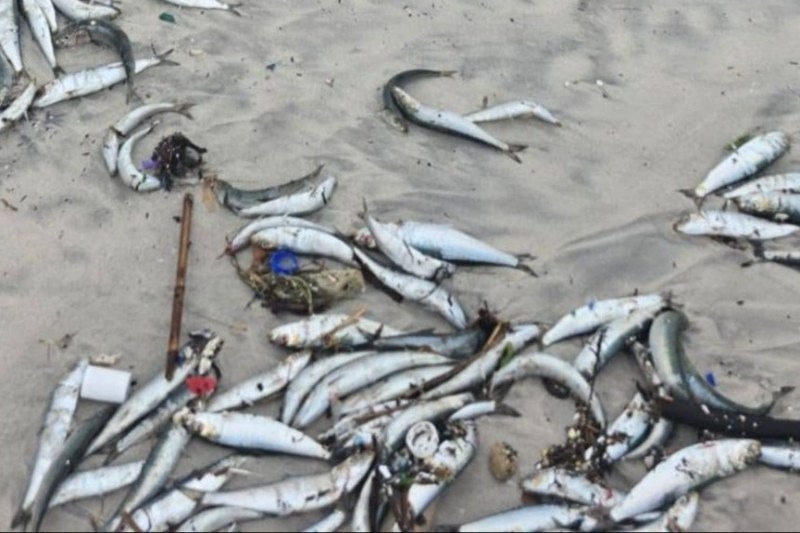 Pilchard herpesvirus inflames sardines' gills and deprives them of oxygen, and has now been detected for the first time in South Africa amid a coastal mass die-off.