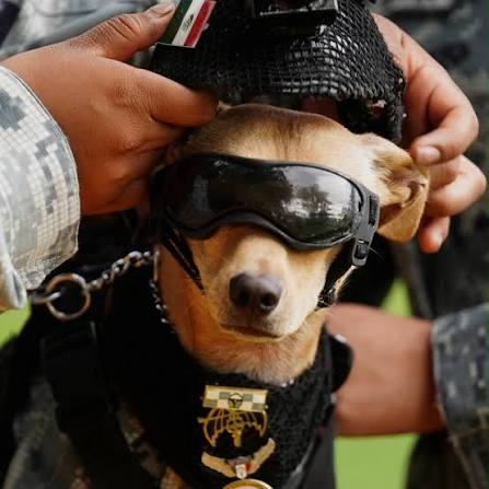 Comando, a 13-month-old Chihuahua standing eight inches tall, has joined Mexico's National Guard's search-and-rescue operations, kitted out with a miniature vest, goggles and helmet.