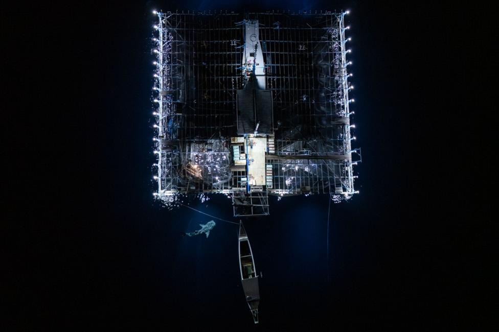 An aerial view looks straight down onto a brightly lit rectangular fishing platform surrounded by white lights in pitch-dark water, a whale shark visible as a pale shape swimming just beneath the surface alongside it.