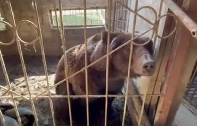 A brown bear bred for taxidermy, caged too low to stand, now roaming an Irish forest after blood tests revealed serious kidney damage from years of dehydration during its five-year rescue from Russia.