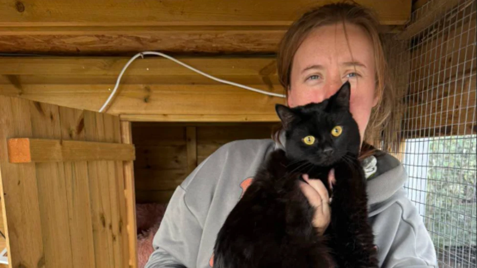Nibbles, the cat who survived roughly a month alone in her dead owner's locked Shrewsbury home by drinking toilet water after West Mercia Police officers entered but failed to spot her.