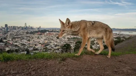 A coyote walks a narrow dirt trail through Bernal Heights Park, with San Francisco and the bay visible behind.