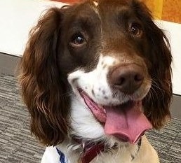 Simba, the London Fire Brigade's nine-year-old springer spaniel, whose detective work led police straight to Neville's discarded glove.