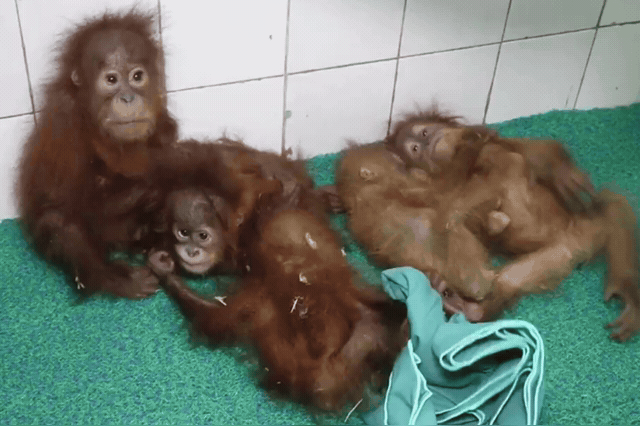 Five baby orangutans at Nandankanan Zoological Park in Bhubaneswar, whose mothers were most likely killed, leaving infants who would normally cling to them for up to nine years.