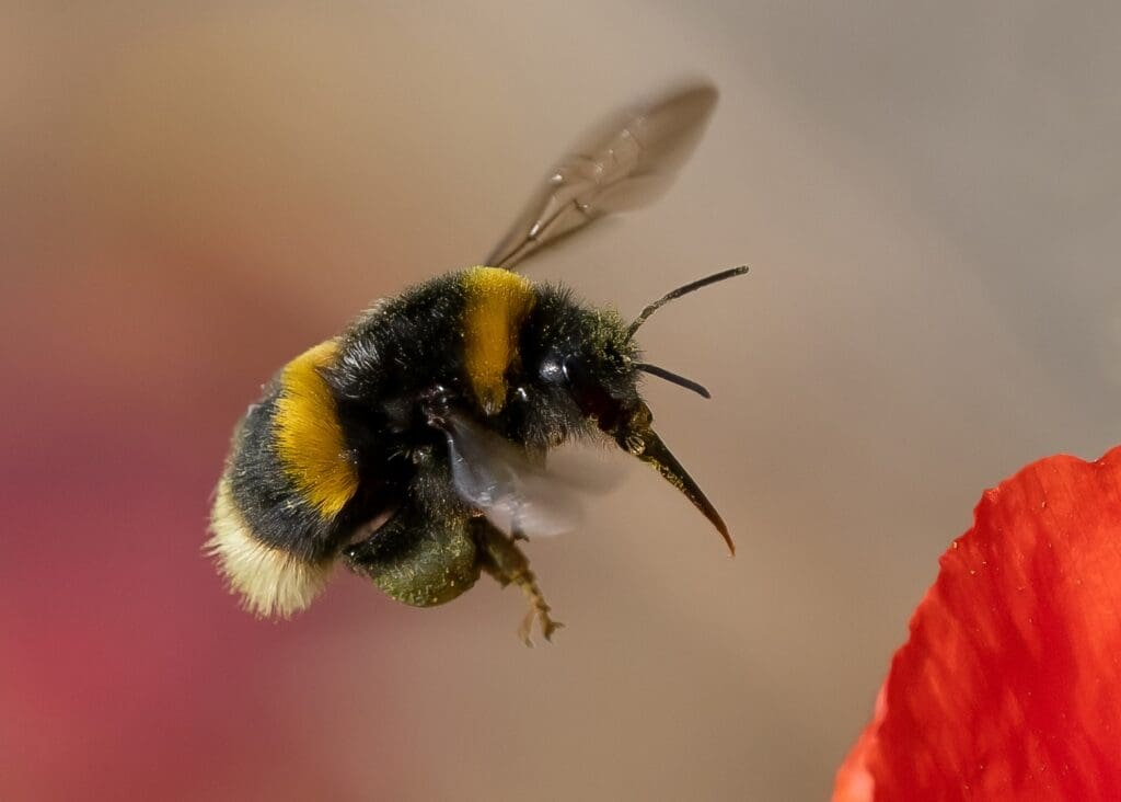 The three-year project, run with the Bumblebee Conservation Trust, targets the shrill carder bee, now surviving in only a handful of UK locations.