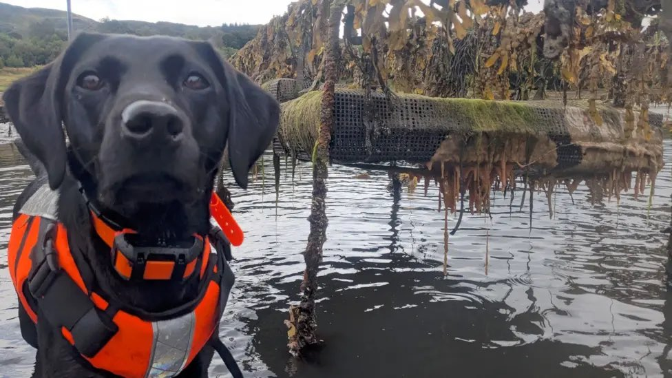 Sgiath, the six-year-old black Labrador who became the world's first dog trained to detect invasive carpet sea squirt by scent alone, has been named animal of the year by the International Fund for Animal Welfare.