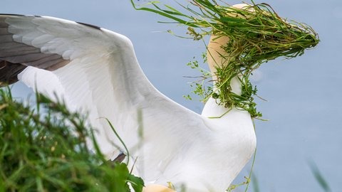 A seagull carrying a clump of grass, one of the humorous wildlife images shortlisted for the 2026 Nikon Comedy Wildlife Awards.