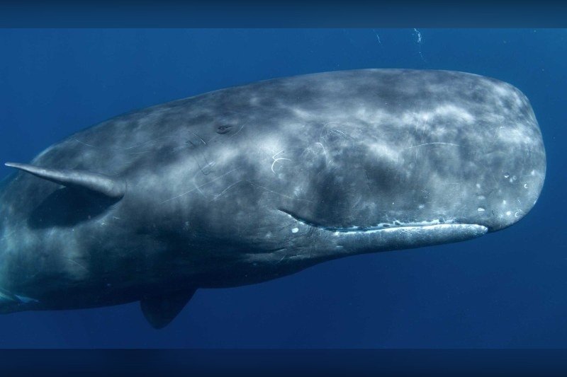 Researchers used radioactive traces from Cold War nuclear weapons tests to reconstruct the life histories of sperm whales and killer whales stranded on Scottish shores.