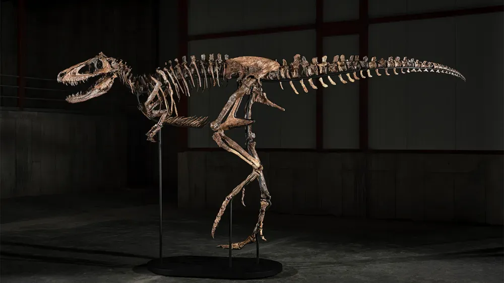 The Nanotyrannus skeleton nicknamed 'Jodi', one of only three of its kind recorded by science, sold for $47.3m at Sotheby's — nearly eight times its $6m estimate.
