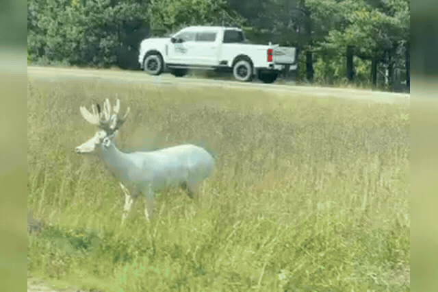 A rare albino deer, captured on video in Wisconsin's Northwoods, has drawn widespread attention online for its striking all-white appearance.