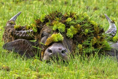 A water buffalo adorned with aquatic plants, among the finalist entries shortlisted for the 2026 Nikon Comedy Wildlife Awards.