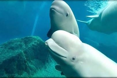 Peekachu's rapid death after transfer is expected to intensify scrutiny over how Canada's remaining captive belugas are being relocated and cared for.