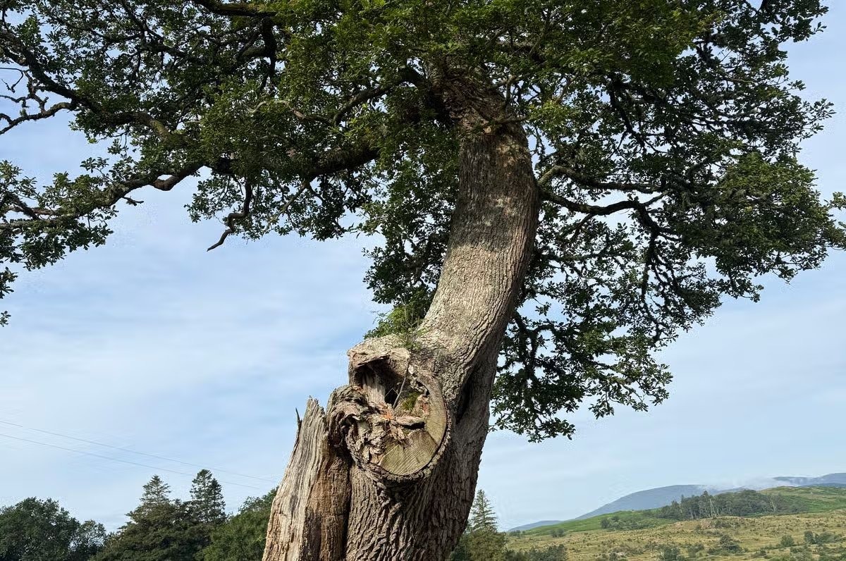 Northern Ireland's 150-year-old 'Bendy Tree' is crowned UK Tree of the Year for the first time after winning 30% of the public vote