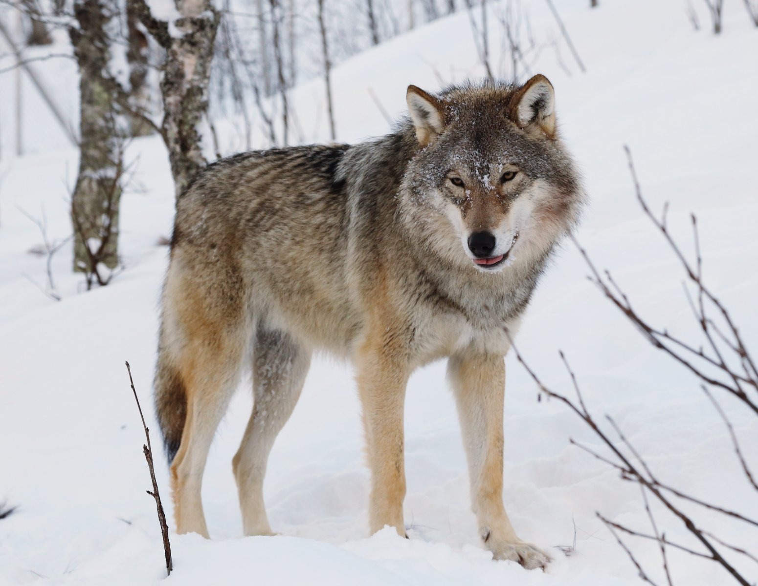 The park, home to around 500 animals across 50 species, has been shut and is not expected to reopen until 2 November.