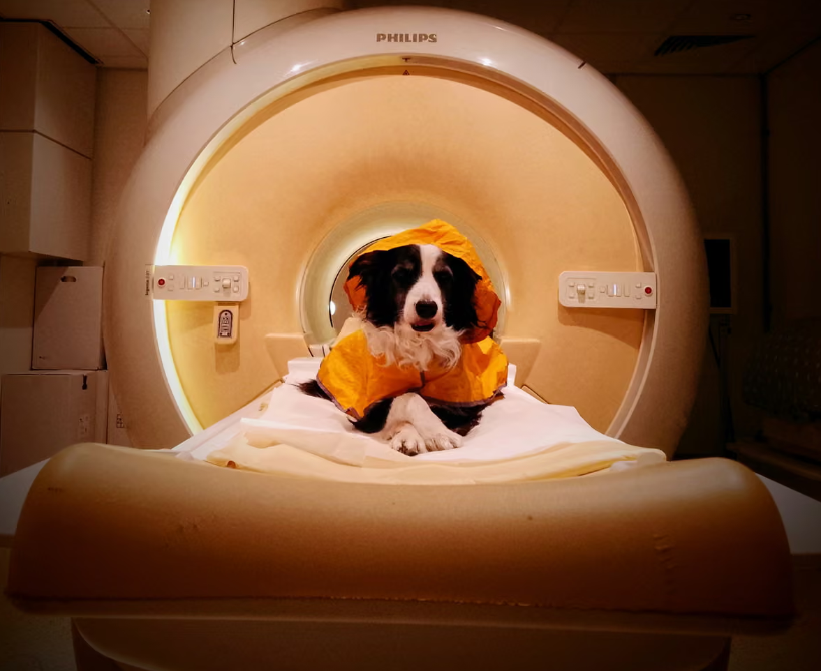 Dogs decode speech the same way human babies do, with a 'consonant bias', Hungarian scientists find