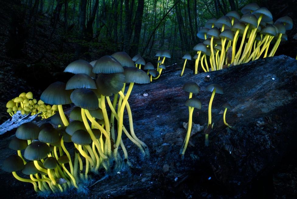 Dozens of bioluminescent mushrooms sprout from a rotting log on a dark forest floor, their stems glowing vivid yellow under ultraviolet light while blue-grey caps hover above.