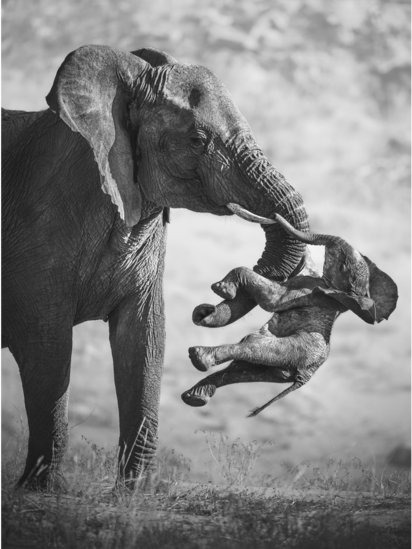 An adult elephant lifts the limp body of a dead calf with its trunk in Namibia's Huab River Valley — the female is thought to have previously carried the young of other females, not only her own.