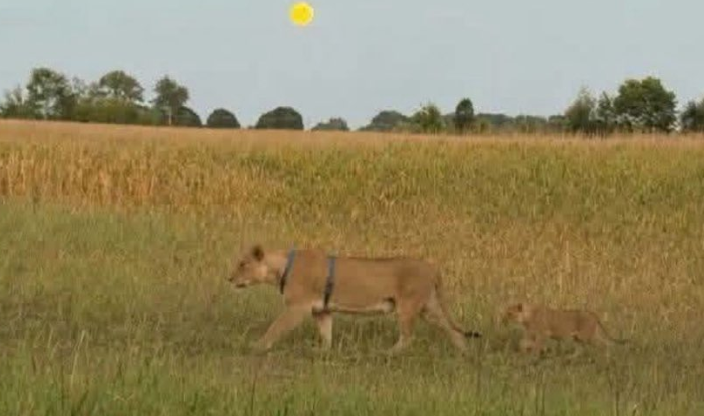 Deputies and drone operators searched dense woodland and vast corn and bean fields for four hours but found no trace of the animals.