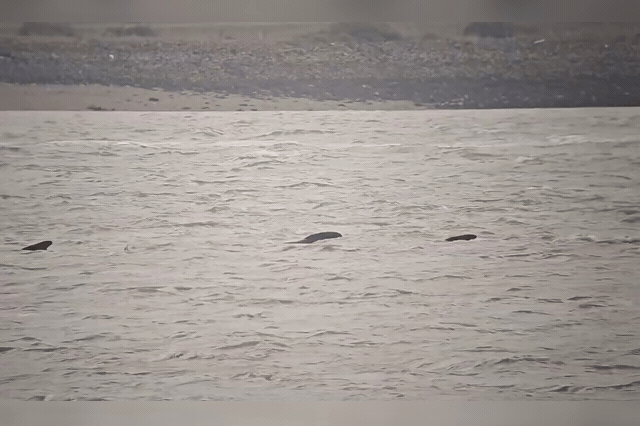 Long-finned pilot whales in the Thames off East Tilbury, where a pod of around 25 prompted a rescue operation after two died during a six-hour herding effort towards the North Sea.