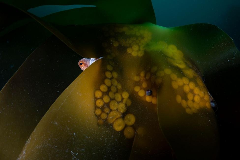 A single eye and a patch of cracked red octopus skin peer from behind a broad kelp frond, its yellow-green surface dimpled with circular sucker imprints.