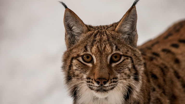Lynx have been absent from the British wild for more than 300 years, with a revised proposal seeking a three-year trial release of three animals from Sweden.