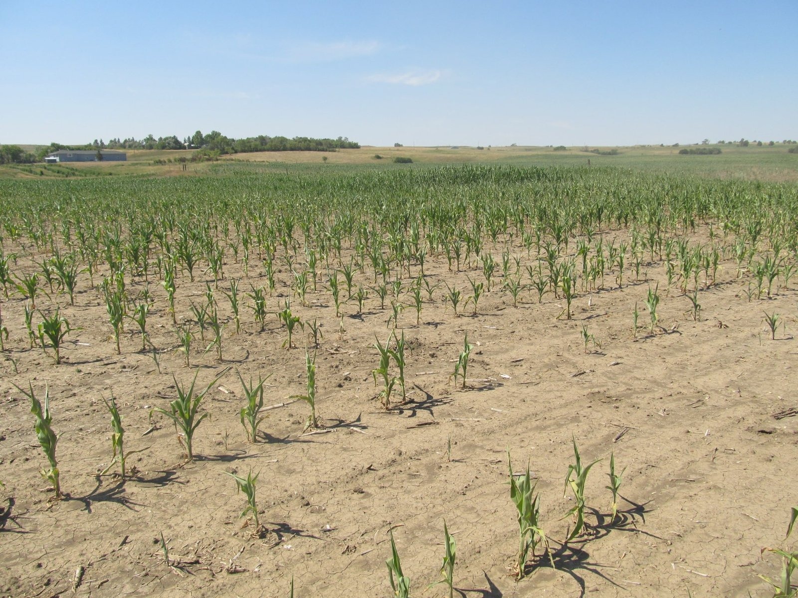 Councils to share £5m in emergency food aid as farming families tap £2,000 drought grants
