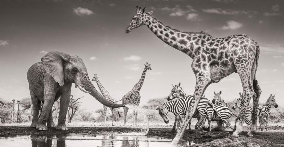An elephant sprays water at a group of zebras and giraffes in a scene typical of the African wildlife Federico Veronesi has spent 20 years photographing.