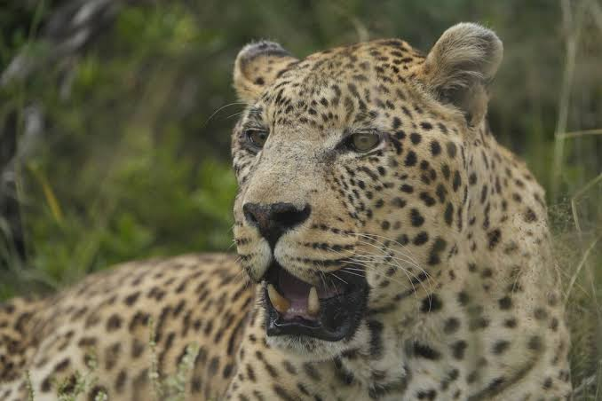 Beekse Bergen safari park in Hilvarenbeek has no cameras inside the enclosure where a keeper of 25 years was mauled, leaving her fighting for her life.