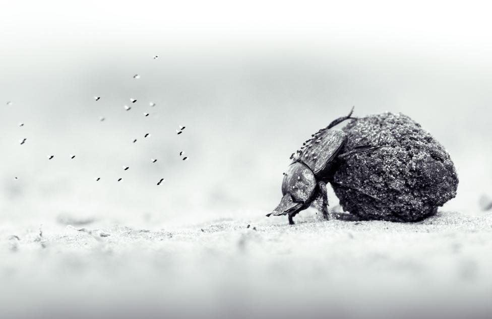 A dung beetle, swarmed by tiny flies hovering in its wake, labours to roll a ball of dung twice its own size across a dusty surface in this stark monochrome close-up.