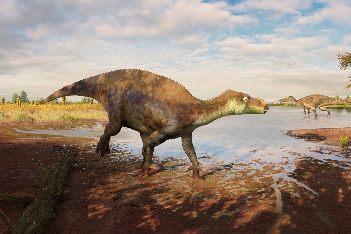 The rhino-sized plant-eater, around 5m long and up to two tonnes, takes its name from 'palus', the Latin for swamp, reflecting England's ancient wetlands.