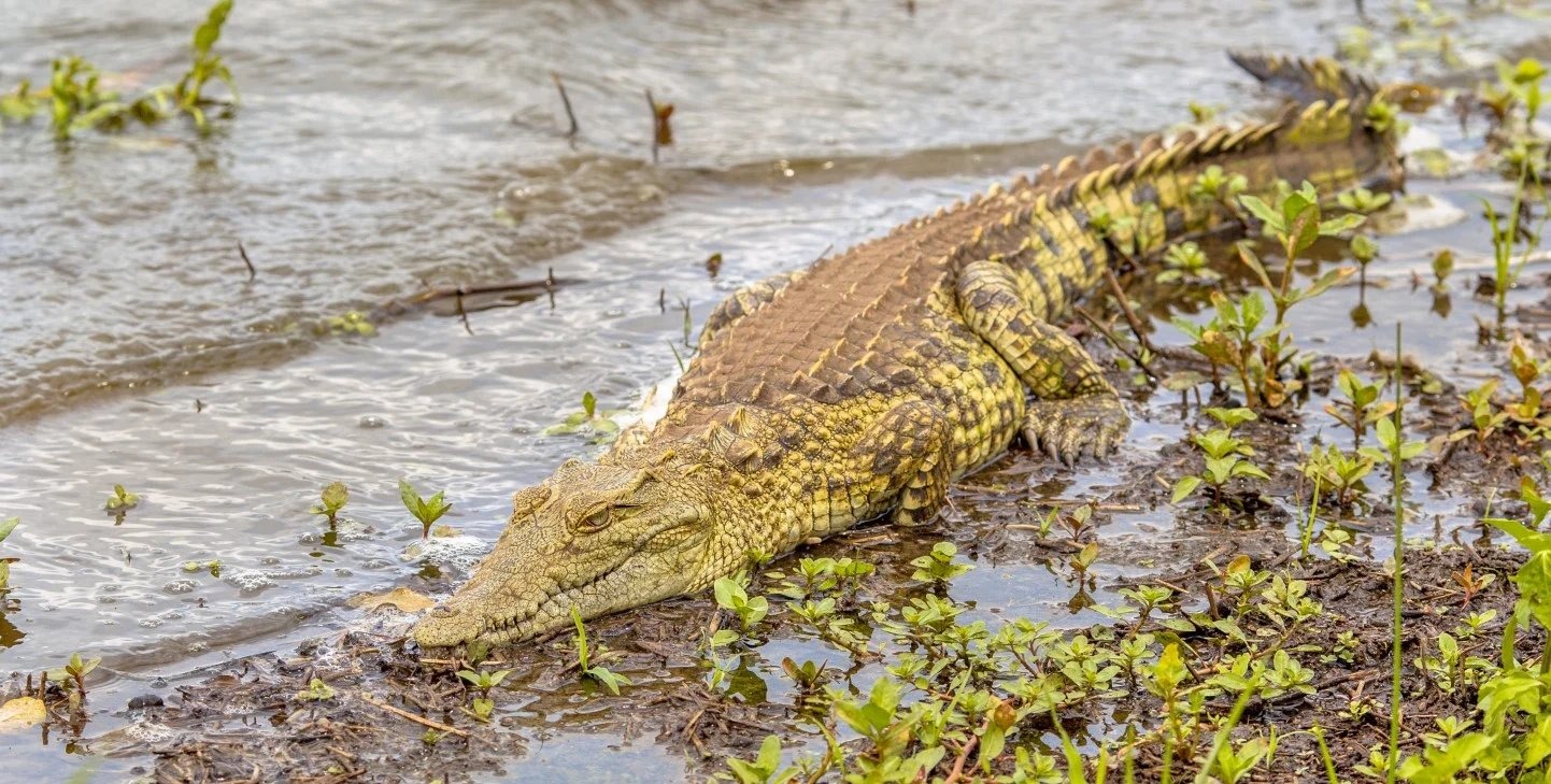 A crocodile in the Limpopo river. Queensland state records spanning more than 40 years show no crocodile attacks on humans along the Fitzroy, where around 500 saltwater crocodiles up to four metres long live.